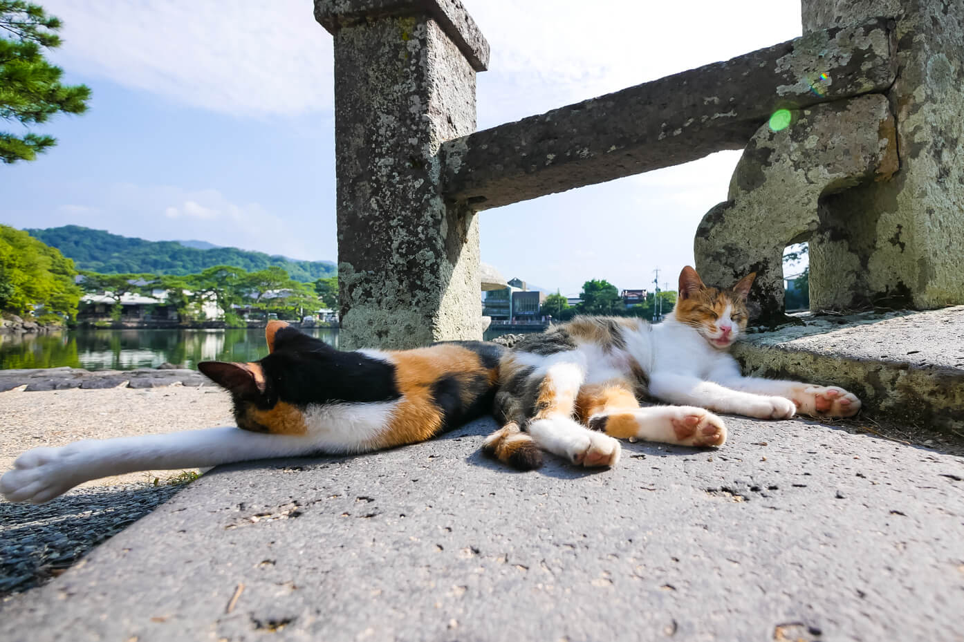 明神池で昼寝する二匹の猫
